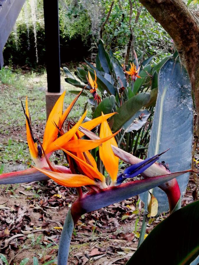 Eco Hostal Casa La Juana Bed and Breakfast Medellín Exteriör bild